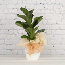 Ficus Bambino