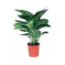 Dieffenbachia Tropic