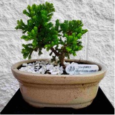 Bonsai 5 years