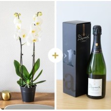 Candide And His Devaux Champagne