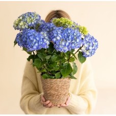 Blue Hydrangea (Without a Flowerpot Cover)