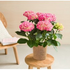 Hydrangea