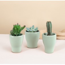 Trio Of Mini Cacti And Succulents
