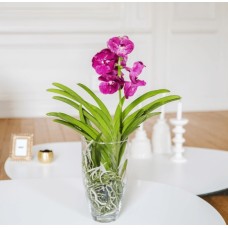 Vanda