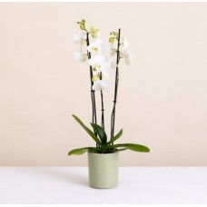 Orchid and its pot cover