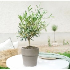 Olive Tree With Earthen Pot Cover