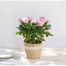Pink rose (Without a Flowerpot Cover)