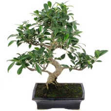 Bonsai Tree In Romania