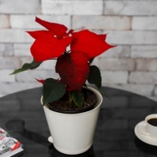 Poinsettia