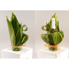 Delux Designed Champaign