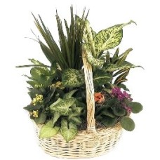Mix Of Plants In Basket