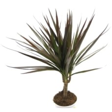 Live Bamboo Plant