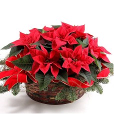 Christmas Planting-red flower