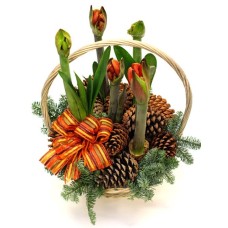 Amaryllis Forest