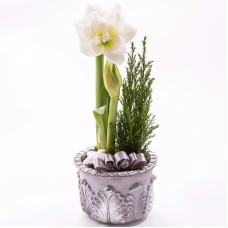 Amaryllis Planting