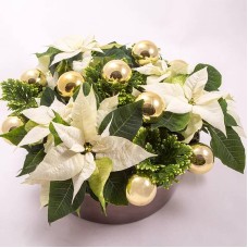 Poinsettia planting