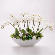 Orchid planting
