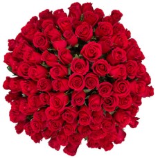 100 Long stem red roses