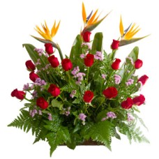 Roses and birds of paradise