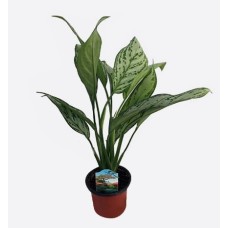 Aglaonema Commutatum