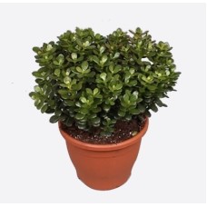 Crassula Ovata Agm