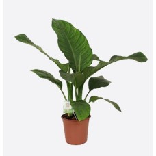 Dieffenbachia Seguine(5)
