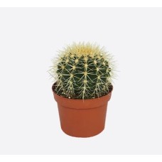 Echinocactus Grusonii