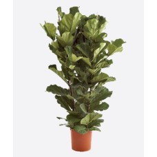 Ficus Lyrata-2