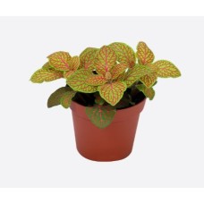 Fittonia Albivenis Verschaffeltii