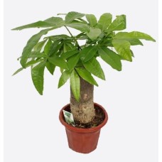 Pachira Aquatica (150 cm Ht x 27 cm Dia)
