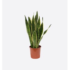 Sansevieria Mix