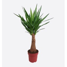 Yucca Maya Tree