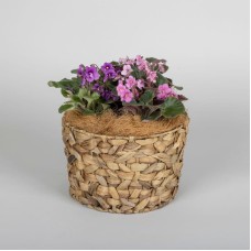 African Violets