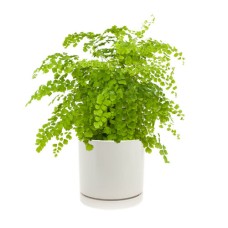 Venus hair fern