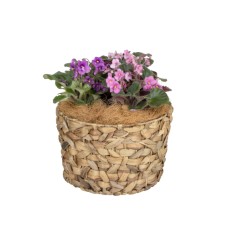 African Violets