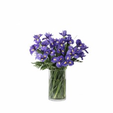 Purple Iris