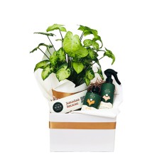White Butterfly Plant Hamper