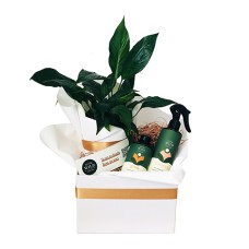 Peace Lily Plant Hamper