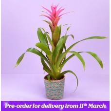 The Mum Star Plant