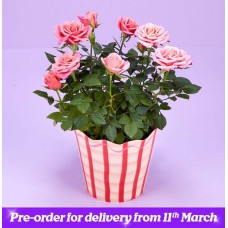 The Mother's Day Pink Rose Plant