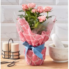 Gift Wrapped Pink Rose