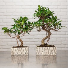 Bonsai zen (25 cm)