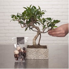 Japanese Garden (25 cm (photo pictured))