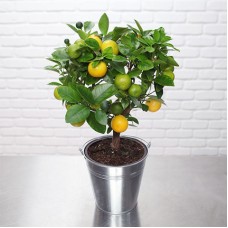 Calamondin Orange Tree