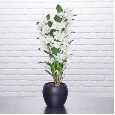 Dendrobium orchid
