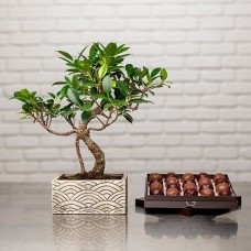 Bonsai &amp; Rochers