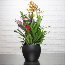 Orchid garden