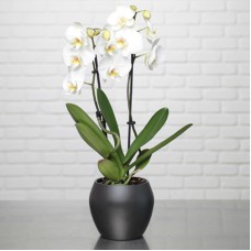 White phalaenopsis