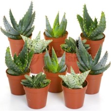 Aloe Vera Mix (10 Plants)