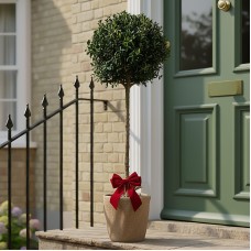 Festive Wrapped Buxus Ball Topiary Outdoor Patio Tree Gift 2-3ft